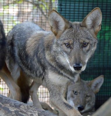 rehabilitated coyotes