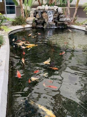 The koi pond!