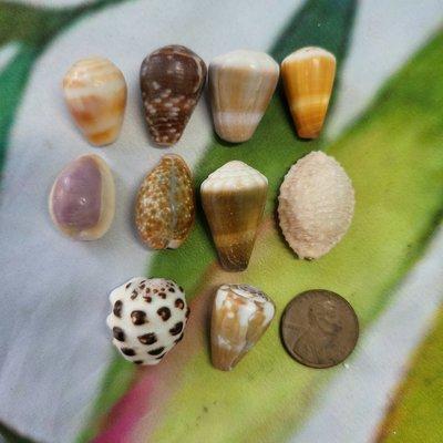 NorthShore Shells of Oahu