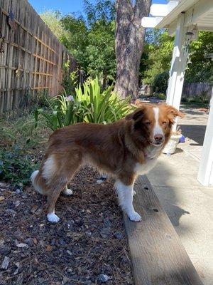 Our Toller.