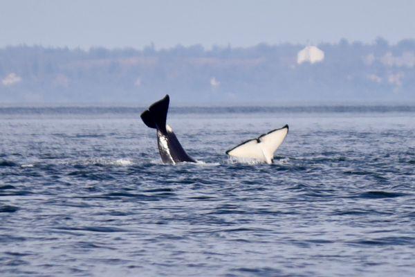 Orcas