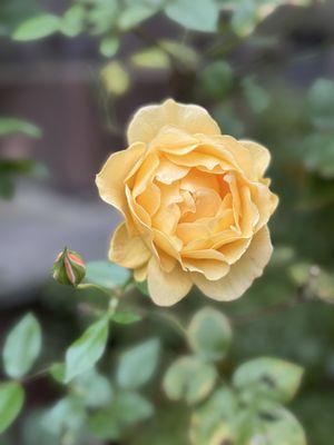 Rose in the Medicinal Garden