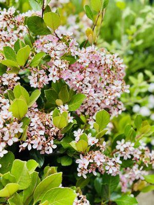 Pink flowers