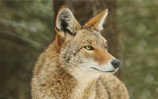 Coyote