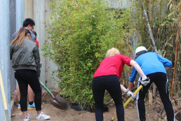 Mentorships spend the day restoring habitats at the SF Zoo