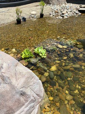 Water lettuce getting acclimated to our pond from yellow lotus water gardens