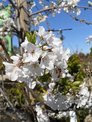 A honey bee enjoying the lovely blooms and nursery!