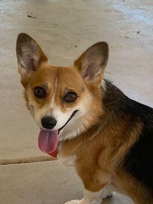 Loretta the corgi gives Eagle Glen two paws up