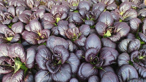 Purple bok choy