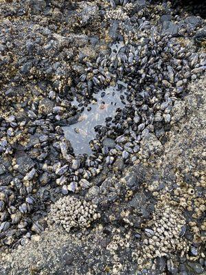 Tide pool floor