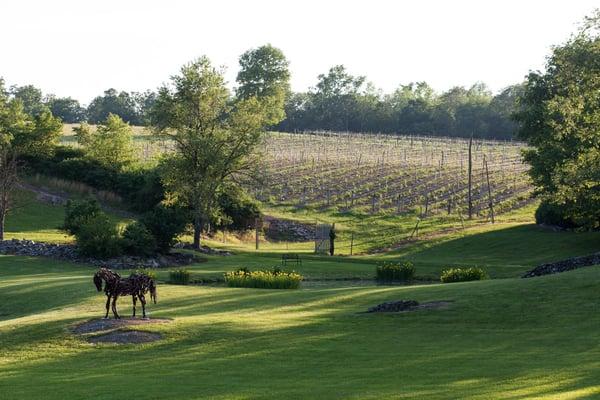 The Vineyards