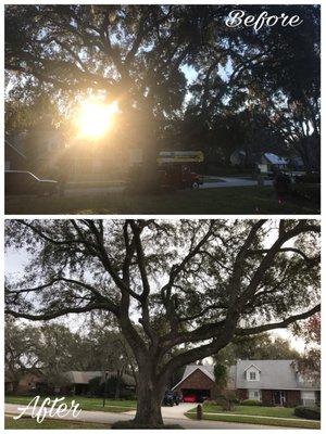 Trimming of large live oak