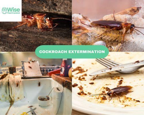 Roach-Free Zone Ahead! Eliminate Cockroach Infestations with Our Expert Pest Control  #WisePests #CockroachControl #SayNoToPests