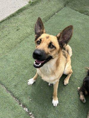 Sunny at doggy daycare