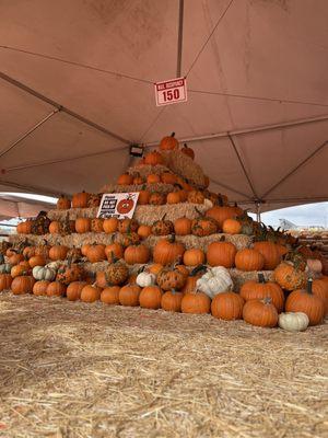 Beautiful Taghavi Farms pumpkin display