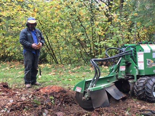 Stump grinding of one of the large trees they removed