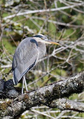 Heron