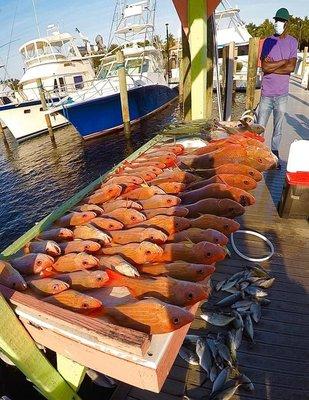 Snappers, banded rudder fish, etc.