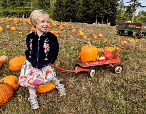 One of our employees daughter picking out her Halloween pumpkin in her SaraSara navy bomber jacket!