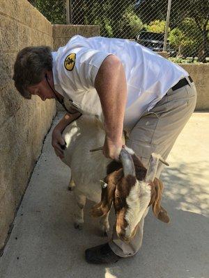 Mobile Vet cares for all species of animals, including goats.