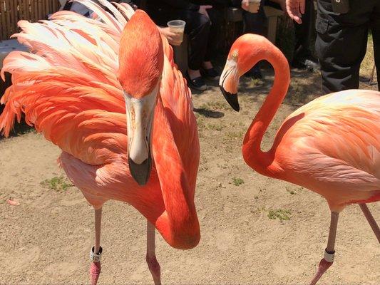 San Diego Zoo Backstage Pass