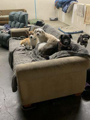 Benny hanging out with his friends on the comfy couch.