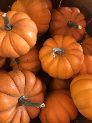 Miniature pumpkins