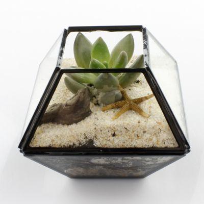 Small Clear Glass 10-Sided Terrarium with Black Trim