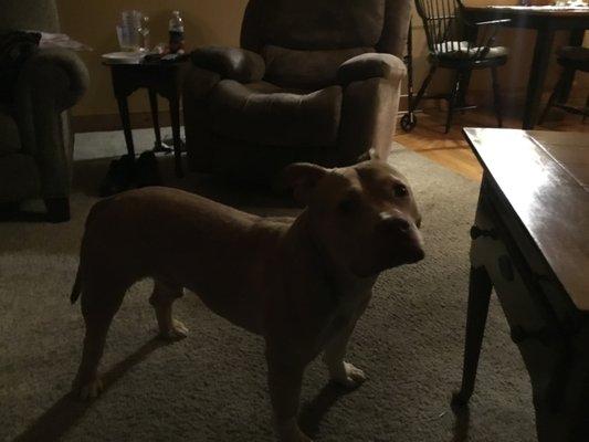 Anyone want a very good dog found on a road all most hit can't find the owner he is well trained 216-339-2368