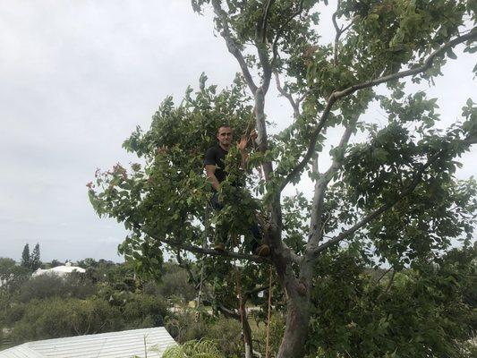 Climber Arborist with Tree Services Pro waves to the camera at 50 feet off the ground.