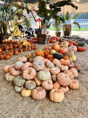 Specialty pumpkins!