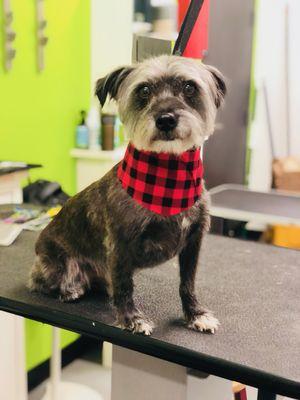 Feisty little Churro - wrapping up his pre-Thanksgiving haircut - by Julie!!