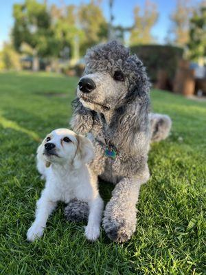 Puppy training and off collar leash training