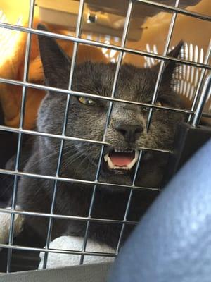 The little jerk on his way home after Dr Hanson took good care of him.