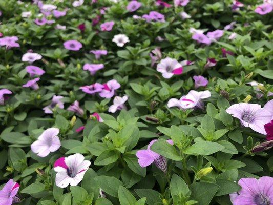 Mini petunia - Silver Blanket Surprise