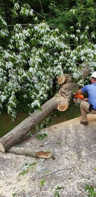 Tree Removal