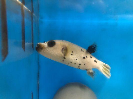 Dogface Puffer