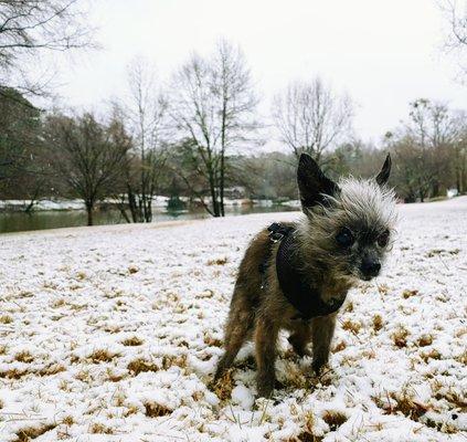 Out for a rare snow day park walk around the lake.