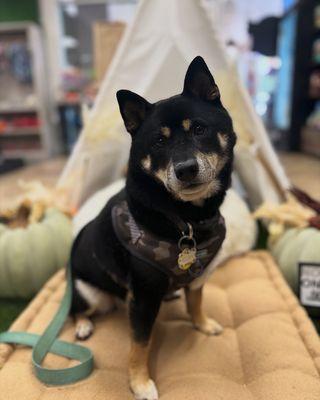 Kuma enjoying his visit at Dogtown Bakery