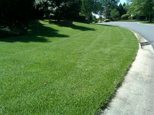 Zenith Zoysia lawn