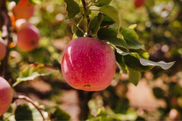 Apple from the orchard