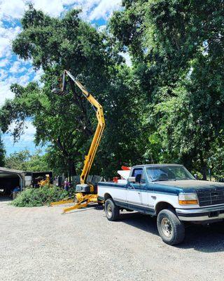 Castro Tree Service & Stump Grinding