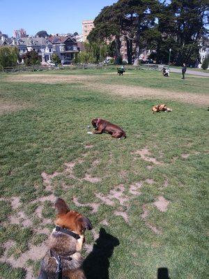 Oliver being himself while Sadie over to right rolling on her back