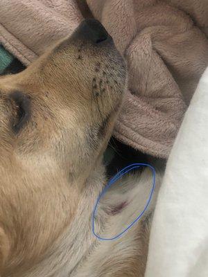 Dried blood on his chest/ neck from the e-collar