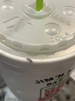 Small bug squished between lid of cup