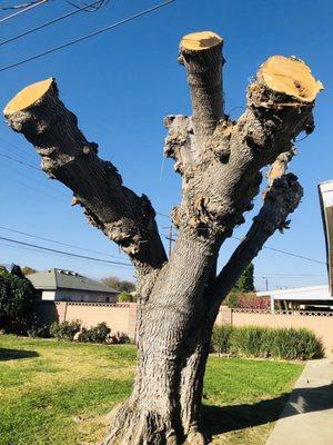 Safely trimmed huge branches from the backyard oak.