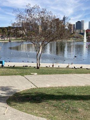 Wild birds, a fountain, semi-tall tree.....I can use a quick walk on the way home.