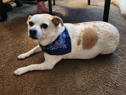 Virgil. with his cute bandana.