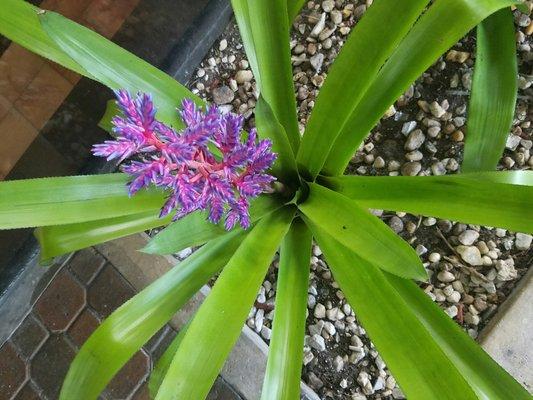 Purple blossom beauty