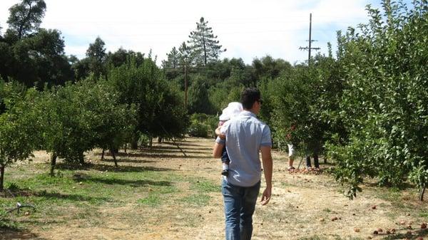 apple trees